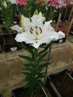 [4488 PO76 White Mark No01.JPG]